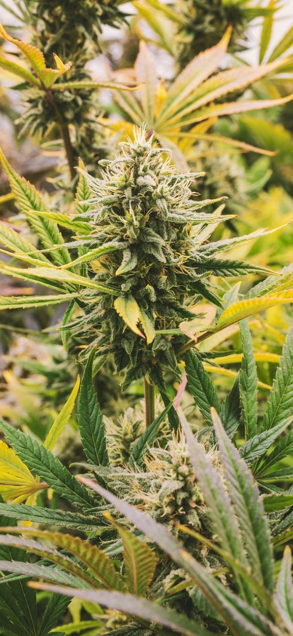 去除背景 App 首页界面，中央是导入照片的大按钮，下方排列着最近处理过的图片缩略图